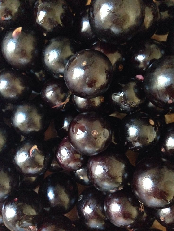 Jabuticaba